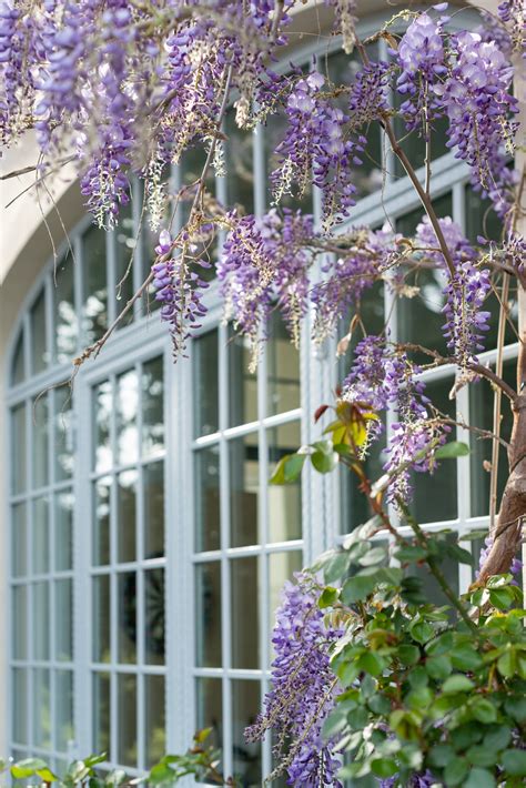 Every Type of Wisteria and How to Choose the Right One — Meadowlark Journal