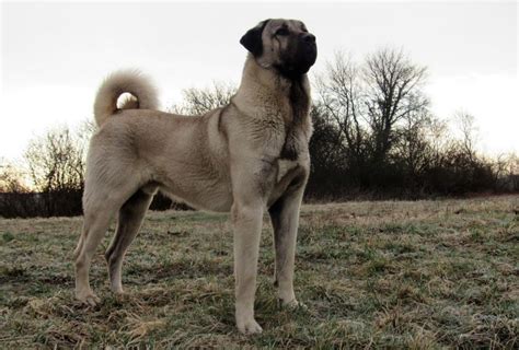 Kangal Dog vs Bully Kutta - Breed Comparison | MyDogBreeds