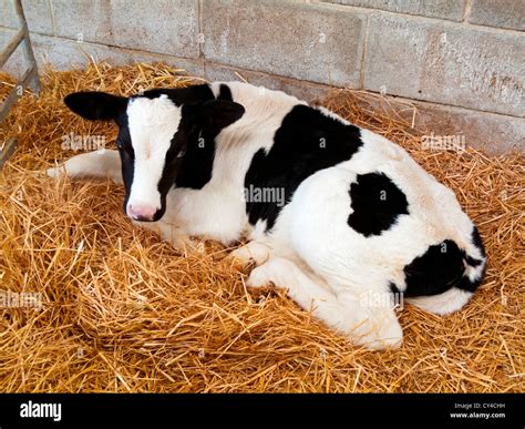 Friesian dairy farm hi-res stock photography and images - Alamy