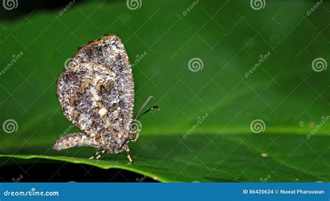 Beautiful Butterfly, Pale Mottle, Logania Marmorata Damis Stock Photo - Image of beauty, bright ...