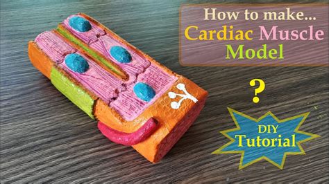 How to Make Cardiac Muscle 3d Model - YouTube