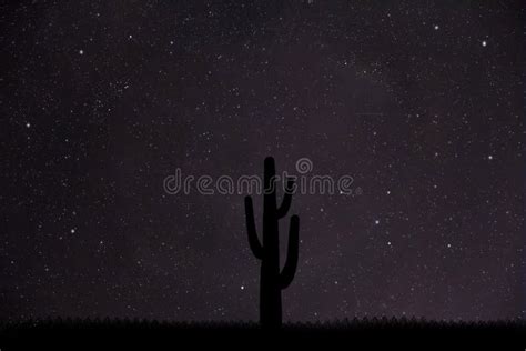 Silhouette of a Cactus in the Desert Stock Image - Image of autumn, flower: 265455543