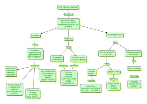 Mapa Conceptual De La Reproduccion Asexual De Las Plantas Tingfor ...