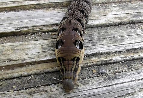 Elephant Hawk Moth Caterpillar | BirdForum