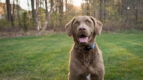 Chesapeake Bay Retriever Colors: Rarest to Most Common - A-Z Animals