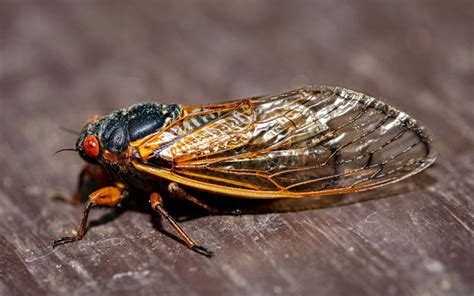 What Eats Cicadas? Natural Predators of Cicadas - Insectic