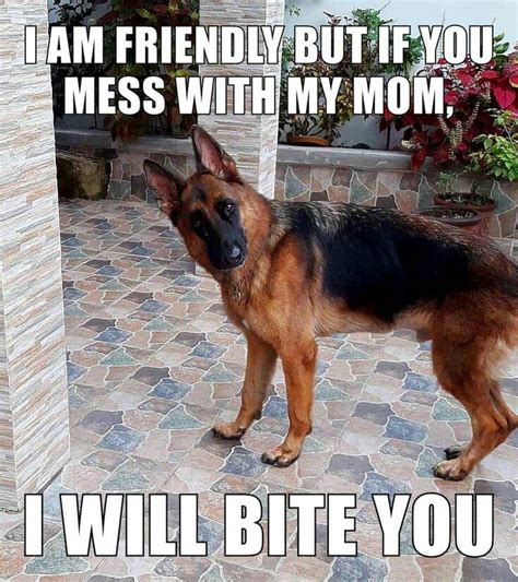 50+ Funniest German Shepherd Memes