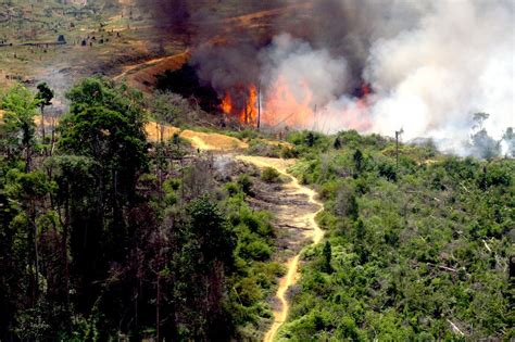 Dampak Kebakaran Hutan Bagi Lingkungan - Homecare24