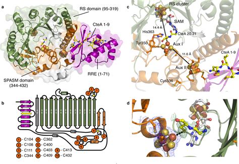 Figure 1 from Structural Insights into Thioether Bond Formation in the ...