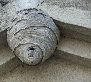 Image Gallery hornet nest identification