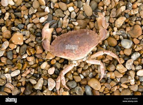 Dead crab shell on shingle beach Stock Photo - Alamy