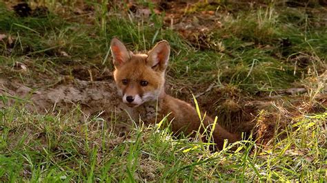 red fox | Diet, Behaviour, & Adaptations | Britannica.com