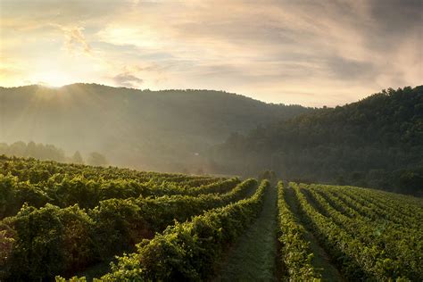 Explore Virginia Wine Country with the Gold Medal Wine Trail