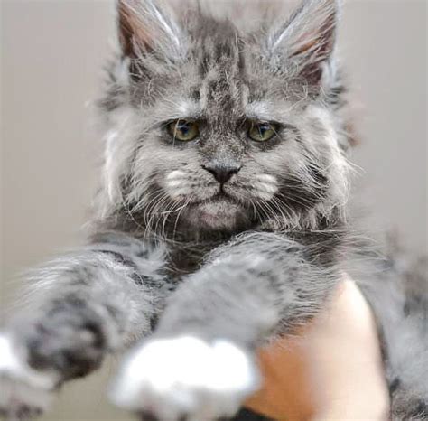 Female black smoke Maine Coon kitten made in Russia