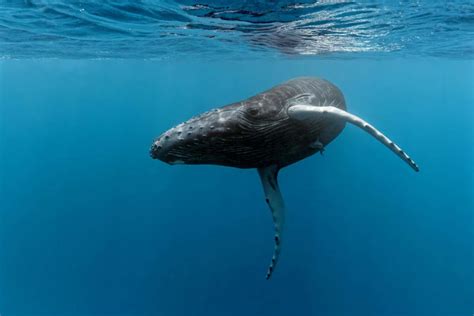 Whale songs can spread between groups nearly 8000 kilometres apart ...