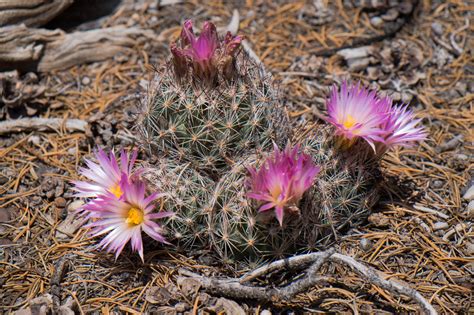 7 Cacti That Thrive in New Mexico - A-Z Animals