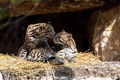 How Do Ocelots Reproduce