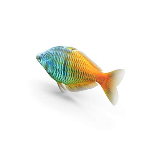 Boesemani Rainbowfish PNG Images & PSDs for Download | PixelSquid ...