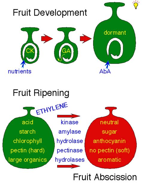 Fruit Growth and Ripening