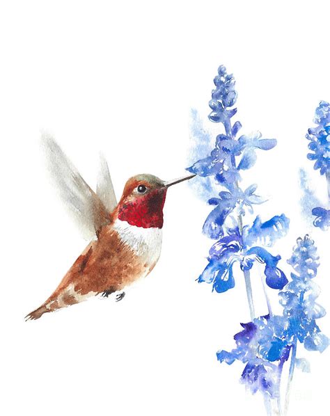 Hummingbird watercolor painting Painting by Yulia Shevchenko - Fine Art America