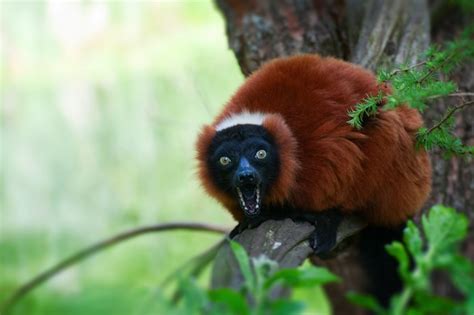 Red Ruffed Lemur | Lemur Facts and Information