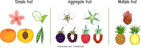 Aggregate fruit 1,057 รายการ ภาพ ภาพสต็อกและเวกเตอร์ | Shutterstock