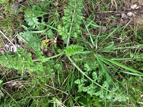 Wild Carrot, Daucus carota