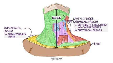 Fascia and spaces of the neck: Video & Anatomy | Osmosis