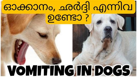 Vomiting in dogs | Reasons for dog vomiting in malayalam | Dog Vomiting ...