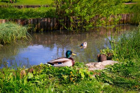 Tips for Natural and Effective Pond Algae Control In Your Community - Sensorex