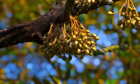 Premium Photo | Durian flowers on the durian tree, durian cultivation