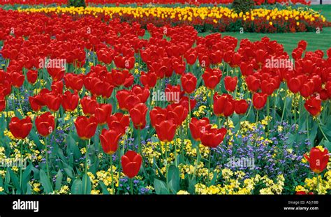 Tulips Buckingham Palace Gardens London UK Stock Photo - Alamy