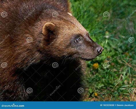 Wolverine Gulo gulo stock photo. Image of nature, brown - 182323038