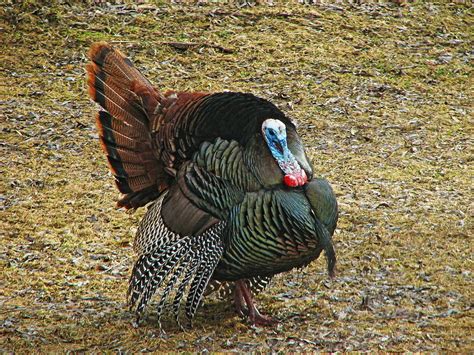 Strutting Gobbler Turkey Photograph by Dale Kauzlaric - Fine Art America