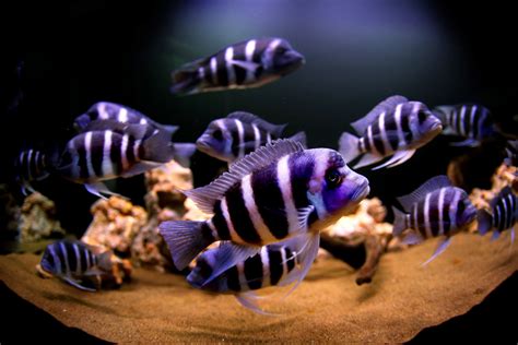 Cyphotilapia frontosa Tanganjika cycliden – Aquarium Neon