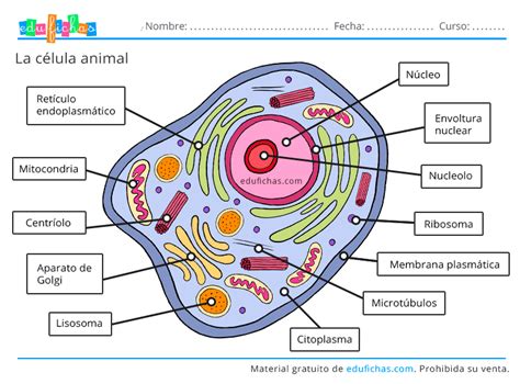 Labirinto balsa enxaguar celula de um animal Te mostrar Energizar Nominal