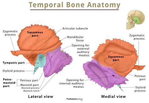 Temporal Bone – Location, Functions, Anatomy, & Labeled Diagram