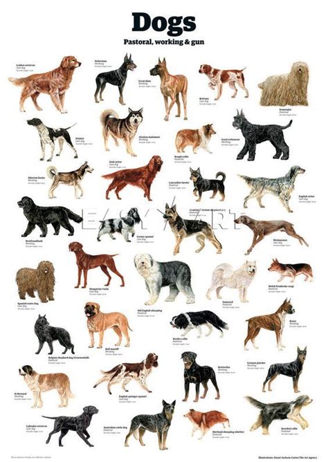 Cat Breeds Vs Dog Breeds - Pets Lovers