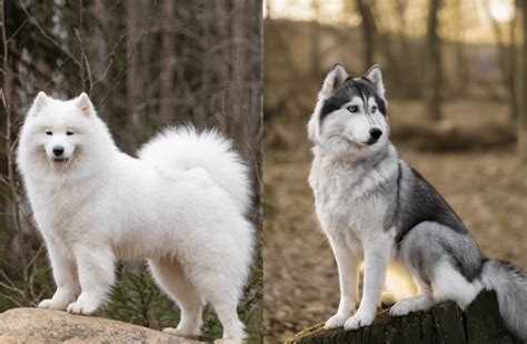 Samoyed Husky Mix: A Hybrid To Fall For