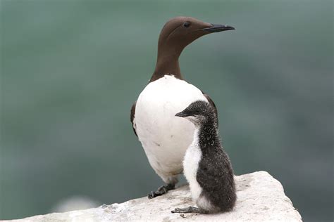 Guillemot - Birds Ireland Photography