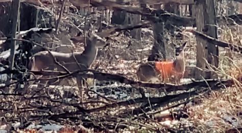 Deer Wearing Orange Hunting Vest Spotted In The Woods