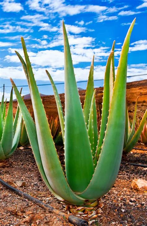 Aloe Barbadensis Miller