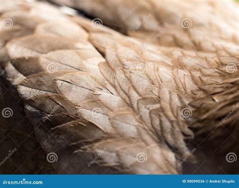 Feathers of an Eagle As a Background Stock Photo - Image of design, wild: 90099036