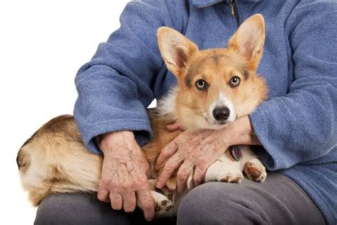 15 Lap Dog Breeds: The Best Small & Large Lap Dogs For Seniors and Families