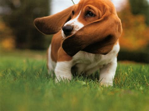 Basset Hound | The Life of Animals