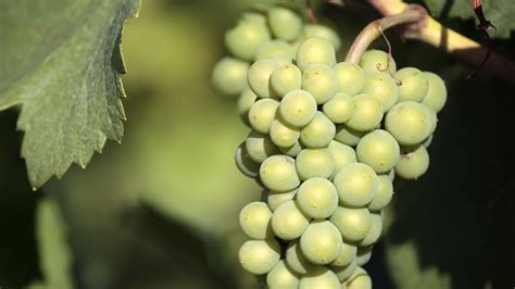 Sauvignon Blanc grape variety | Mandrarossa