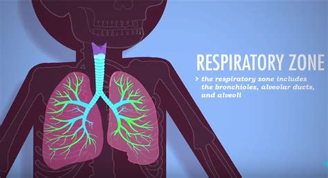 Respiratory System