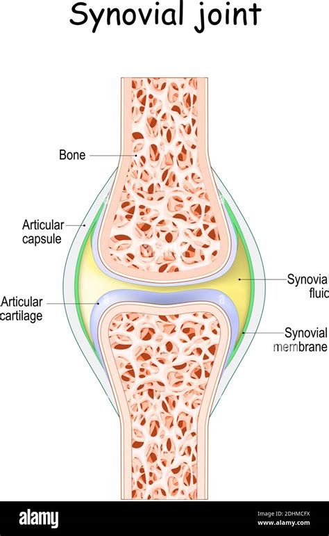 Synovial joint anatomy. joint capsule with synovial fluid and membrane ...