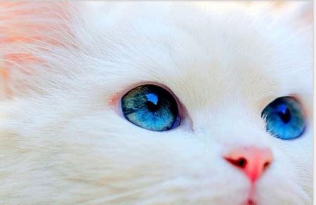 White Kitten Blue Eyes - Cats & Animals Background Wallpapers on Desktop Nexus (Image 2310838)