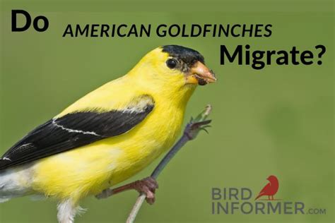 Do American Goldfinches Migrate? - Bird Informer